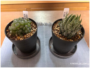 サボテンを枯らした男