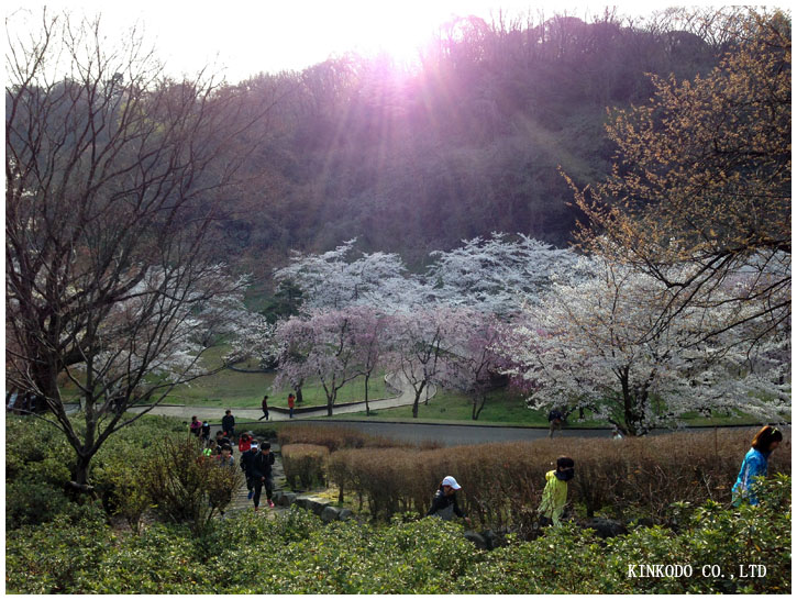 201404ohanami01.jpg