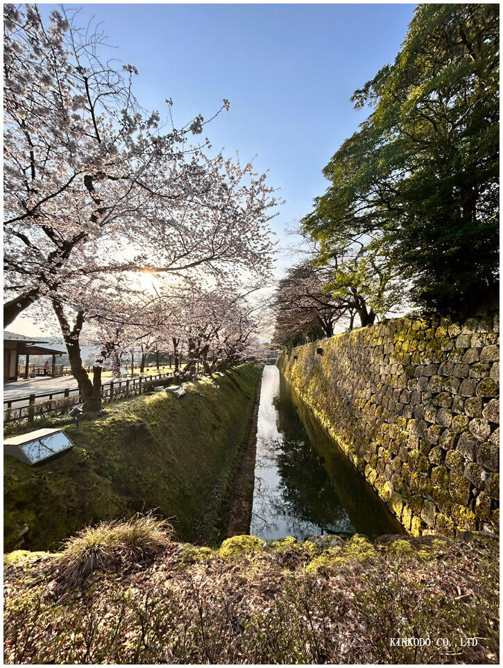 kanazawa_zyo_sakura.jpg