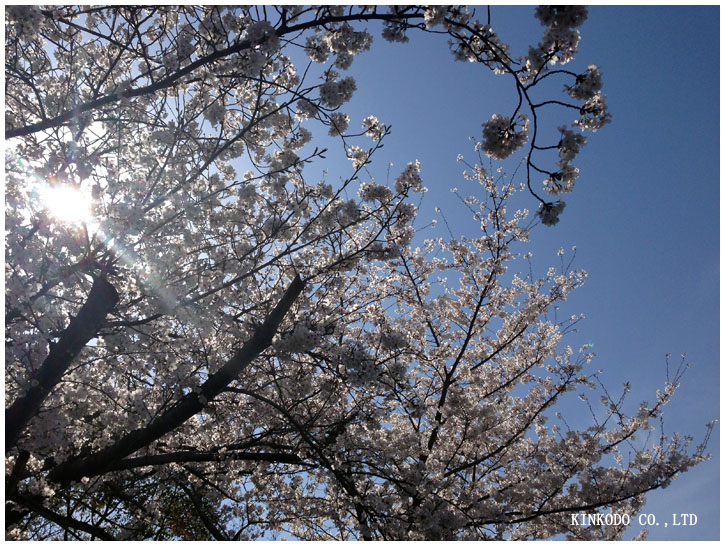 osaka_sakura.jpg
