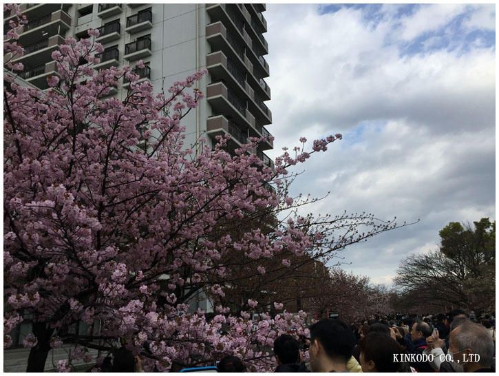 osakahanami10.jpg