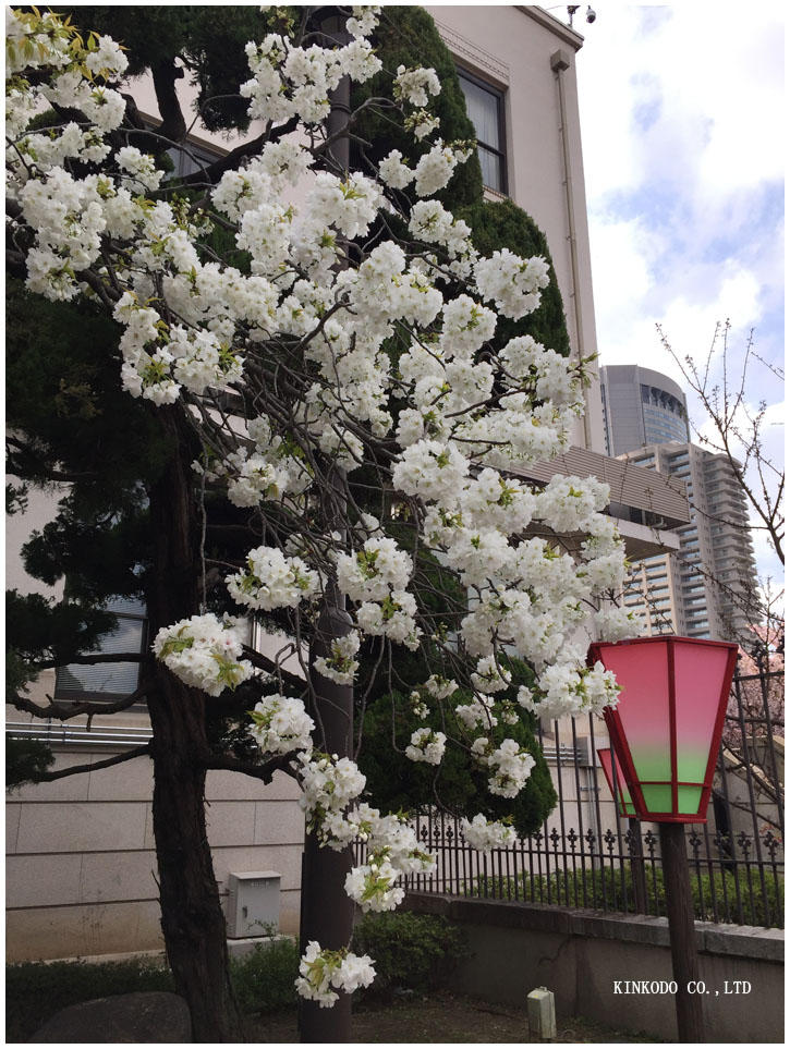 osakahanami12.jpg