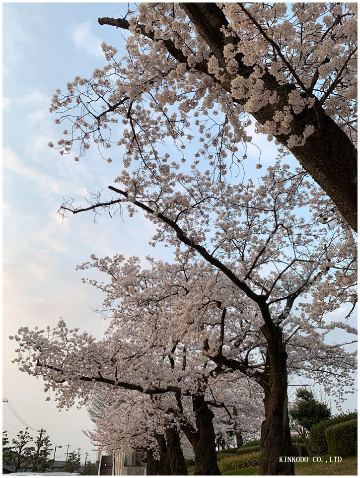 金沢市営陸上競技場の桜