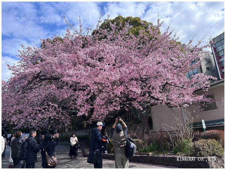 ueno_sakura1.jpg