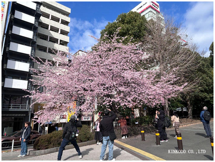 ueno_sakura2.jpg