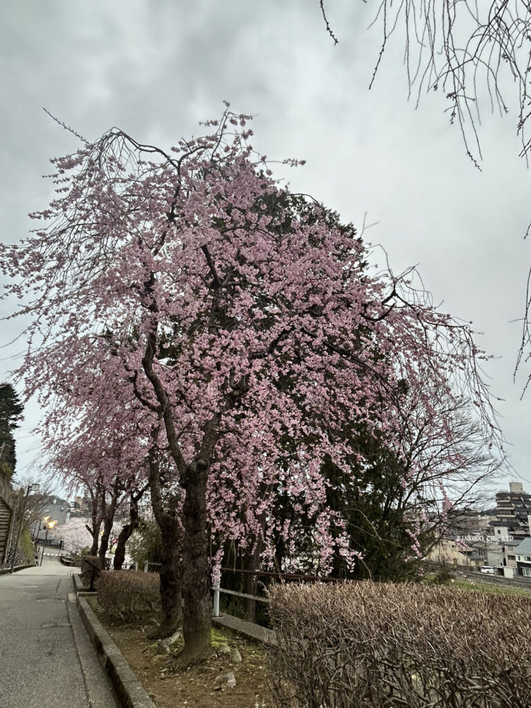 ダブル坂の枝垂れ桜