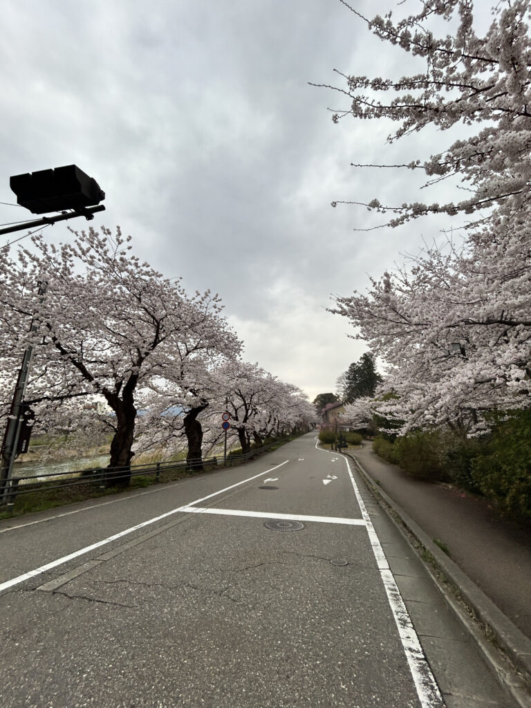ダブル坂を降りたところの犀川沿いの桜