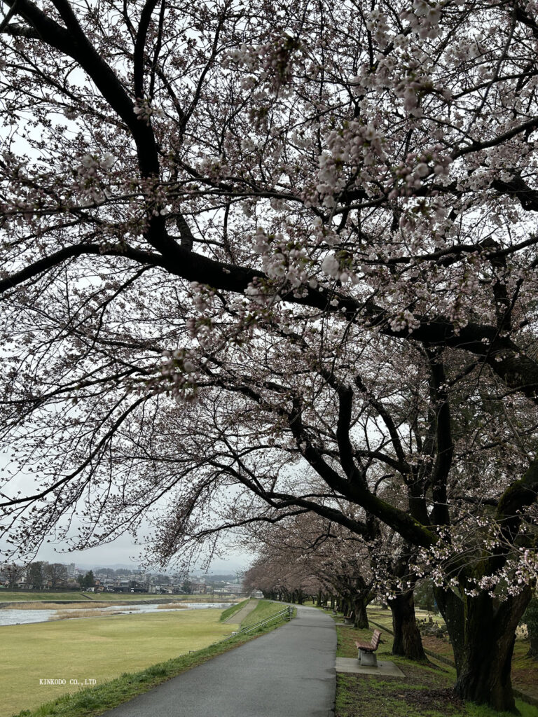 児童館前の桜の歩道