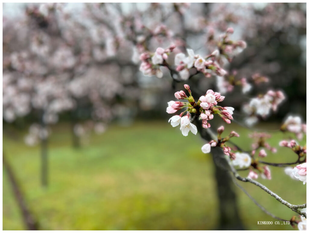桜の花びら
