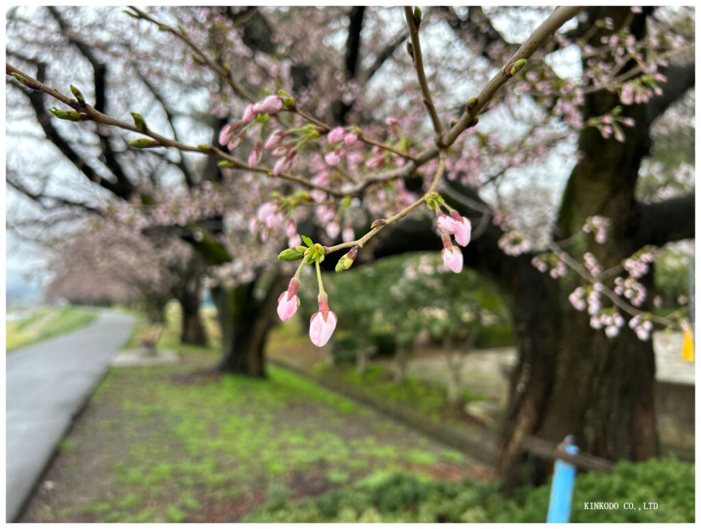 桜の蕾