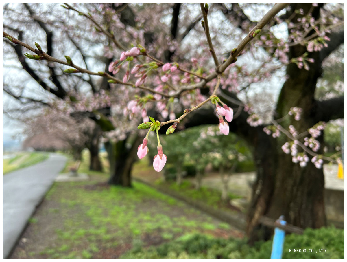 桜の蕾