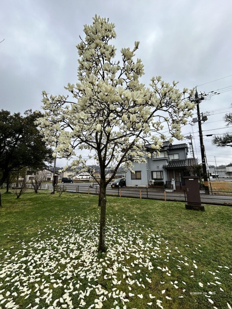ぐるぐる広場のモクレン