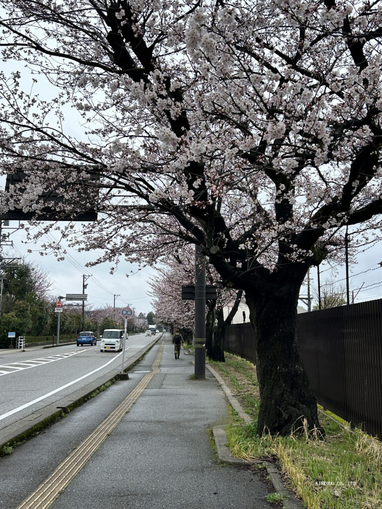 自衛隊前の桜並木
