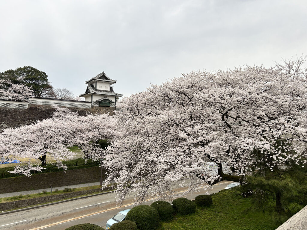 兼六園の桜
