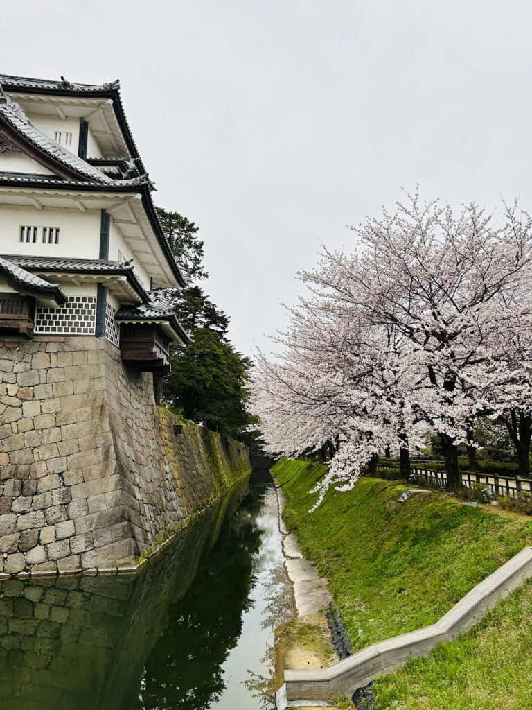 金沢城公園の桜並木