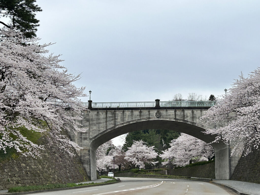 石川門の桜