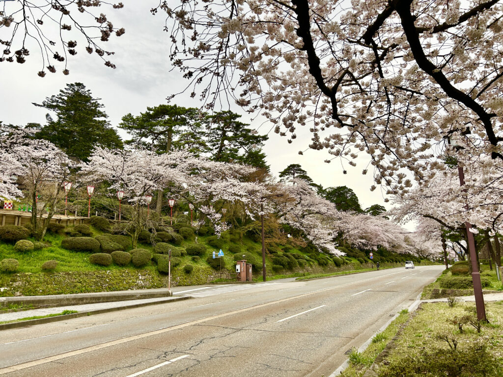 兼六園下から見る桜