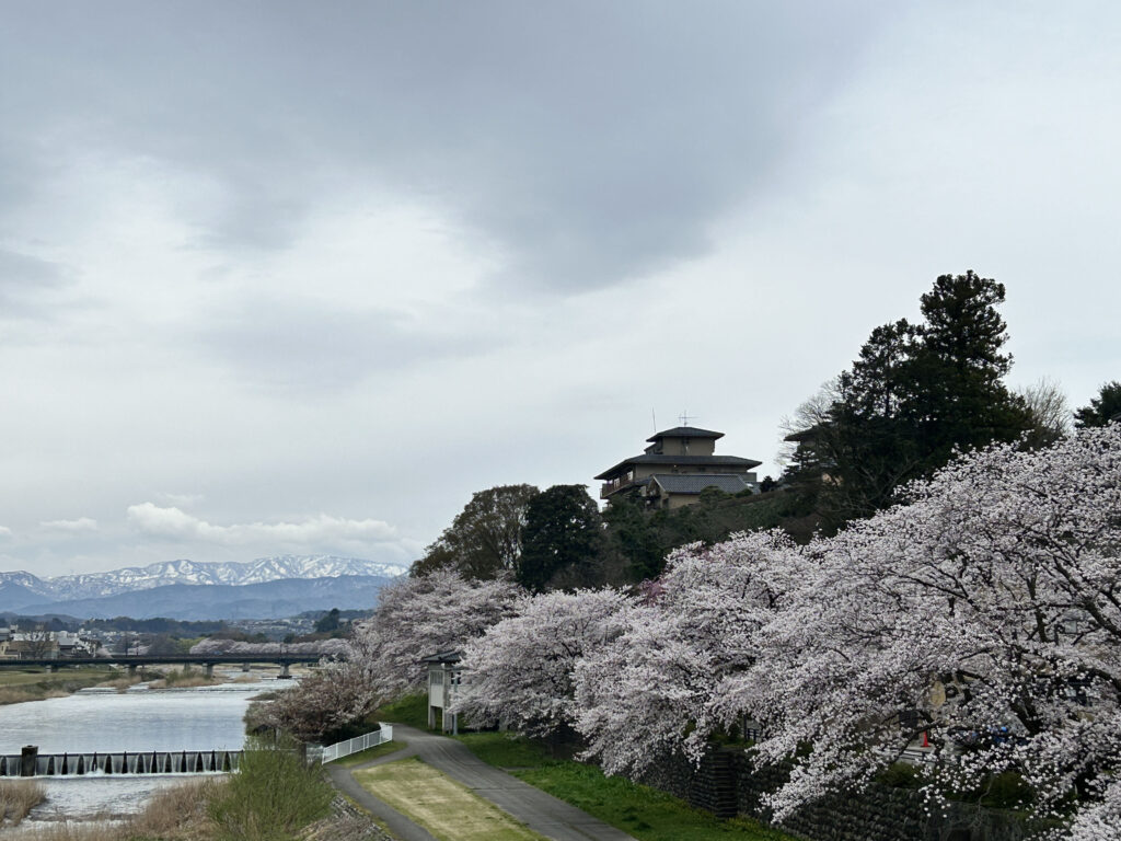 犀川沿いの桜