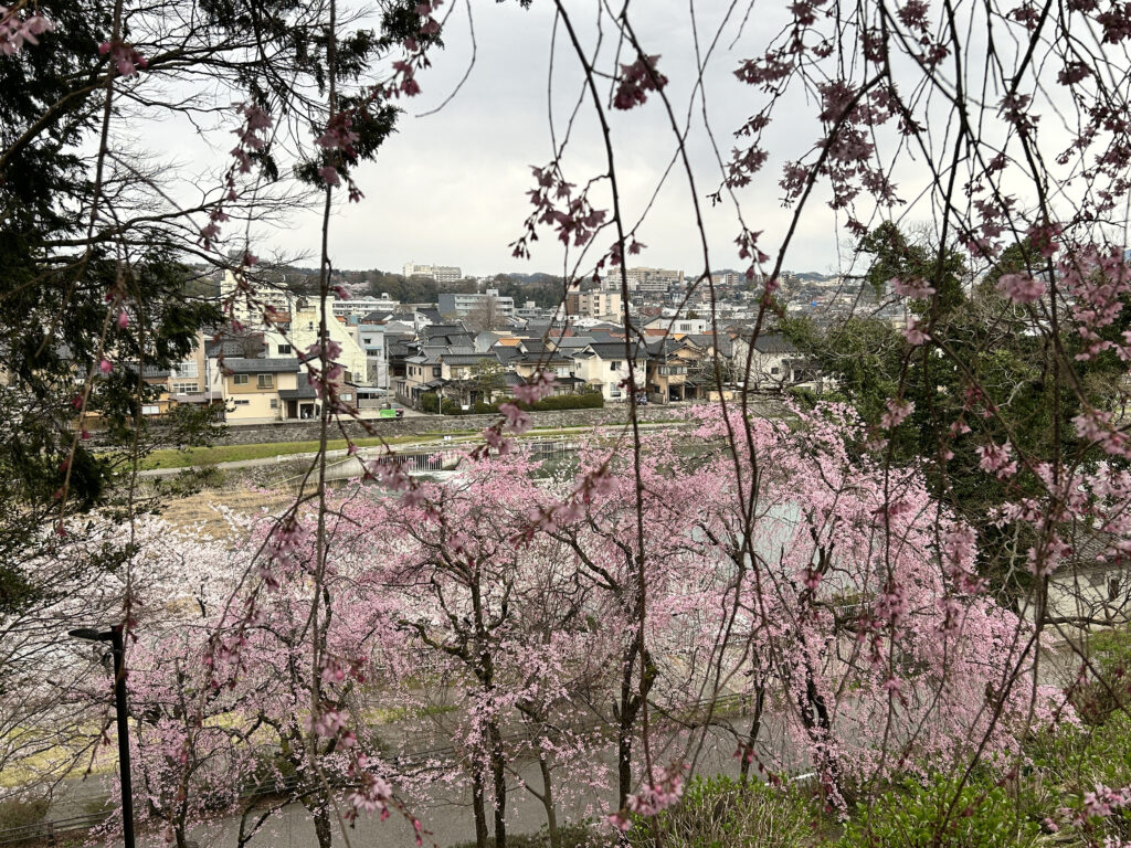 枝垂れ桜