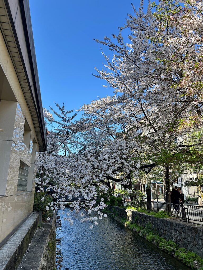 木屋町の桜