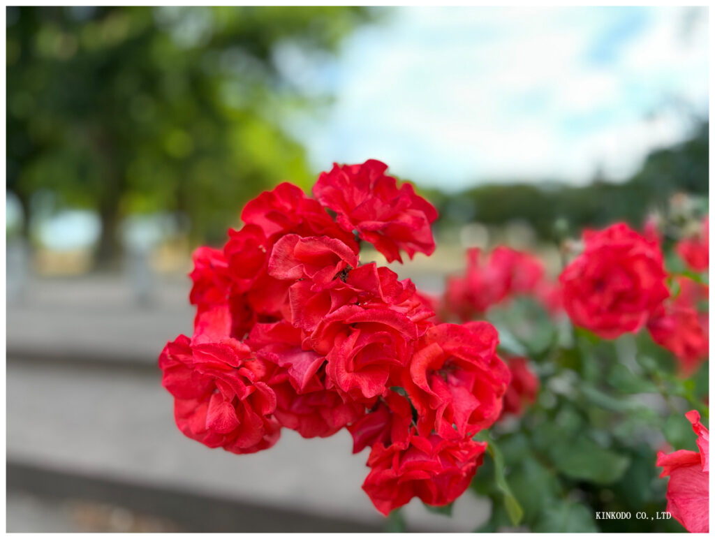 薔薇の写真