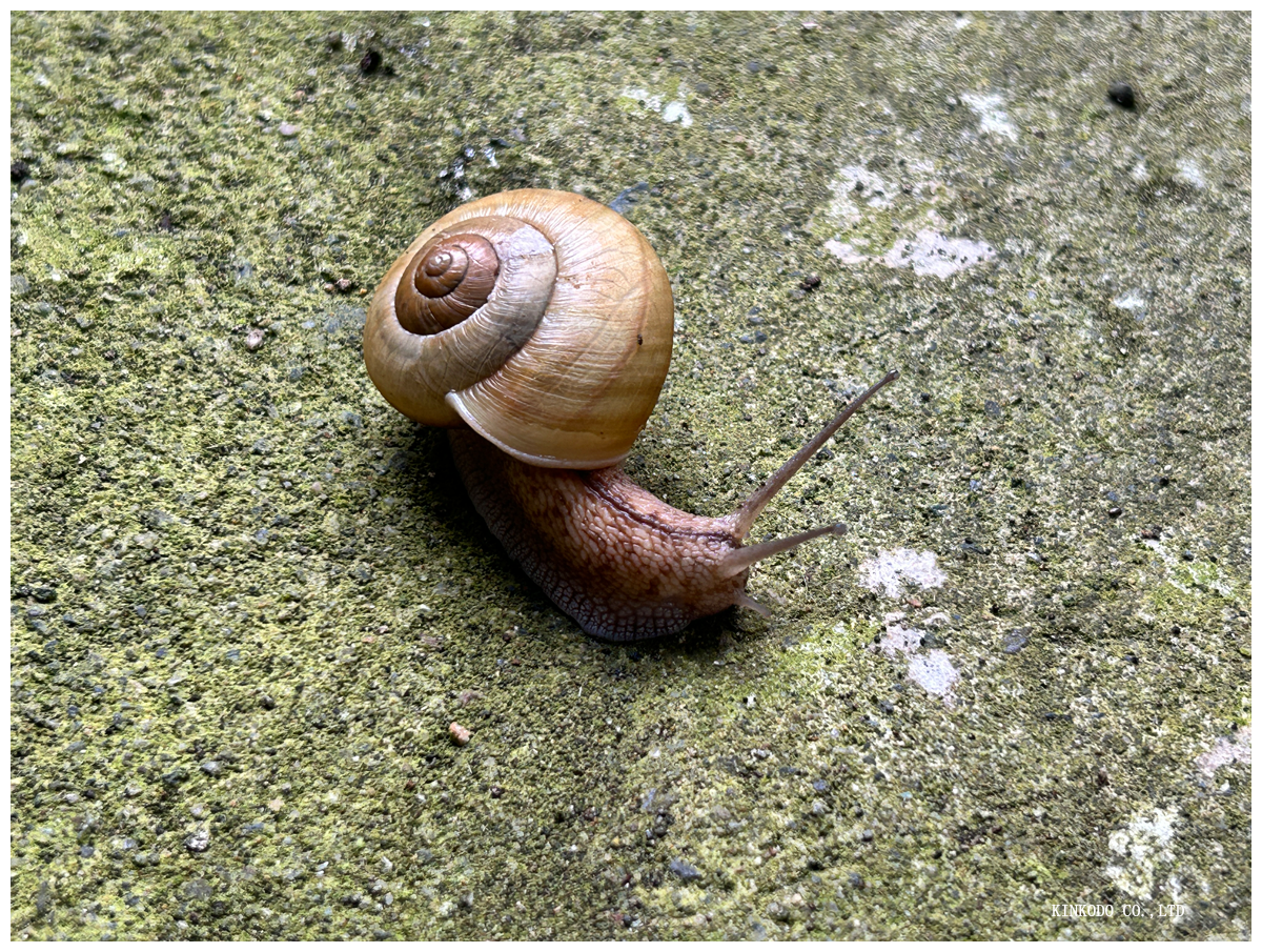 カタツムリ